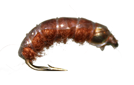 Transparent Caddis Larva
